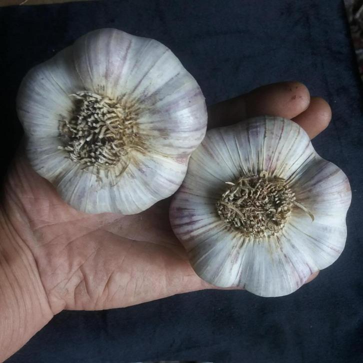 Knoflook Lydia, Tuin en Terras, Bloembollen en Zaden, Zaad, Najaar, Volle zon, Ophalen of Verzenden