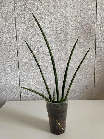 Sansevieria Cylindrica H35cm. Foto #2- Moederplant. beschikbaar voor biedingen