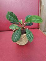 Plant Madagaskar jewel, Huis en Inrichting, Kamerplanten, Ophalen, In pot, Halfschaduw, Minder dan 100 cm