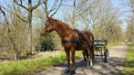 Enkelspan tuig cob, Dieren en Toebehoren, Paarden en Pony's | Hoofdstellen en Tuigage, Overige soorten, Gebruikt, Ophalen of Verzenden