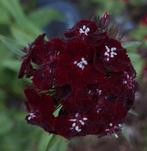 Donkerrode duizendschoon, Dianthus barbatus, Ophalen of Verzenden, Volle zon