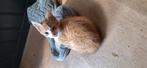 Rood poesje 9 weken, Dieren en Toebehoren, Katten en Kittens | Overige Katten, Poes