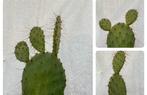 Opuntia Robusta, Winterhard -15 graden, Tuinplant, Stek, Tuin en Terras, Planten | Tuinplanten, Zomer, Overige soorten, Verzenden