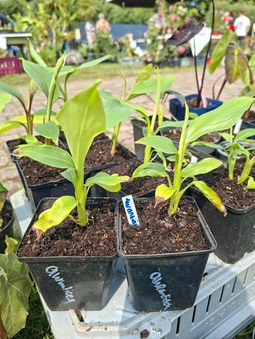 Musa aurantiaca beschikbaar voor biedingen
