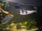 2x Clarias Batrachus - Wandelende Meerval, Dieren en Toebehoren, Vis, Zoetwatervis