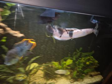 2x Clarias Batrachus - Wandelende Meerval beschikbaar voor biedingen