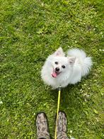Lieve pomeriaan witte keeshond middenslag teef spits, Dieren en Toebehoren, Honden | Poolhonden, Keeshonden en Oertypen, 6 jaar of ouder