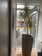 Hydrocultuur Plantenbak met Plant, Ophalen, 100 tot 150 cm, Overige soorten, Halfschaduw