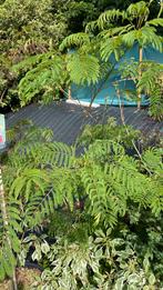 Albizia tropical dream,ombrella,eve price ensummer chocolade, Tuin en Terras, Ophalen, Volle zon, Overige soorten