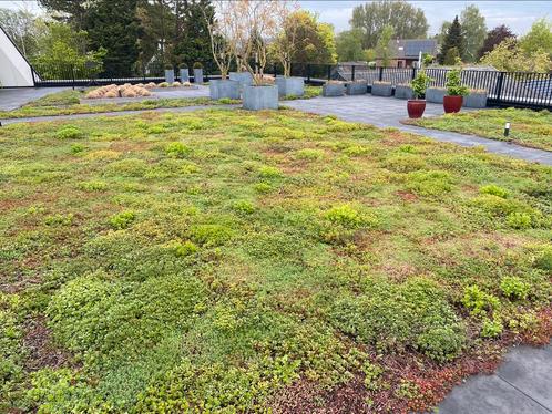 Vergroen u tuin met biodiversiteit Sedum matten, Tuin en Terras, Planten | Tuinplanten, Overige soorten, Volle zon, Zomer, Ophalen of Verzenden