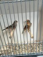 Mooi koppel Mexicaanse roodmus kanssplit opaal, Meerdere dieren