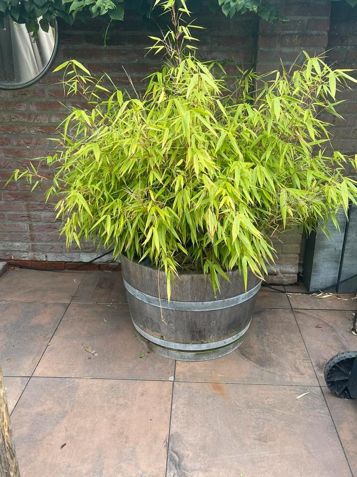 Twee halve houten biervaten met beplanting, Tuin en Terras, Bloembakken en Plantenbakken, Zo goed als nieuw, Hout, Tuin, 60 tot 100 cm