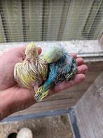 Jonge parkieten, Dieren en Toebehoren, Vogels | Parkieten en Papegaaien, Meerdere dieren, Parkiet, Tam