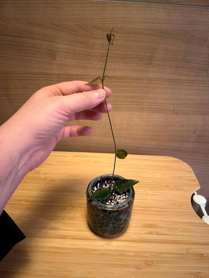 Hoya carrii ns13-064 (nr 1), Huis en Inrichting, Kamerplanten, Minder dan 100 cm, Halfschaduw, Ophalen of Verzenden