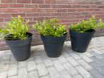 Blauwe bessen struik, Tuin en Terras, Bloembakken en Plantenbakken, Ophalen, Minder dan 30 cm, Minder dan 60 cm, Rond