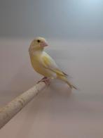 2-2 Europese groenling satinet, Dieren en Toebehoren, Vogels | Overige Vogels, Meerdere dieren, Wildzangvogel, Geringd