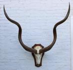 Mega grote schedel KUDU ANTILOPE op houten schild (# J)
