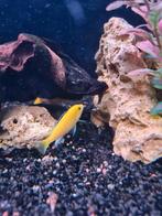 Jonge labidochromis caruleus, Dieren en Toebehoren, Vissen | Aquariumvissen, Zoetwatervis, Schoolvis, Vis