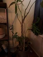 Pachira Aquatica (Geldboom) in pot, Ophalen, 100 tot 150 cm, Overige soorten, Halfschaduw