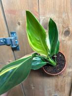 Strelitzia reginae variegata plang albo lemon aurea green, Huis en Inrichting, Ophalen of Verzenden, Halfschaduw, Minder dan 100 cm