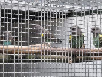 Kweekkoppel Meyerpapegaaien met nakweek en nog... beschikbaar voor biedingen