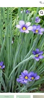 Bieslelie vaste plant, Vaste plant, Halfschaduw, Zomer, Ophalen