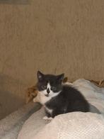 Britse korthaar kittens, Dieren en Toebehoren, Poes