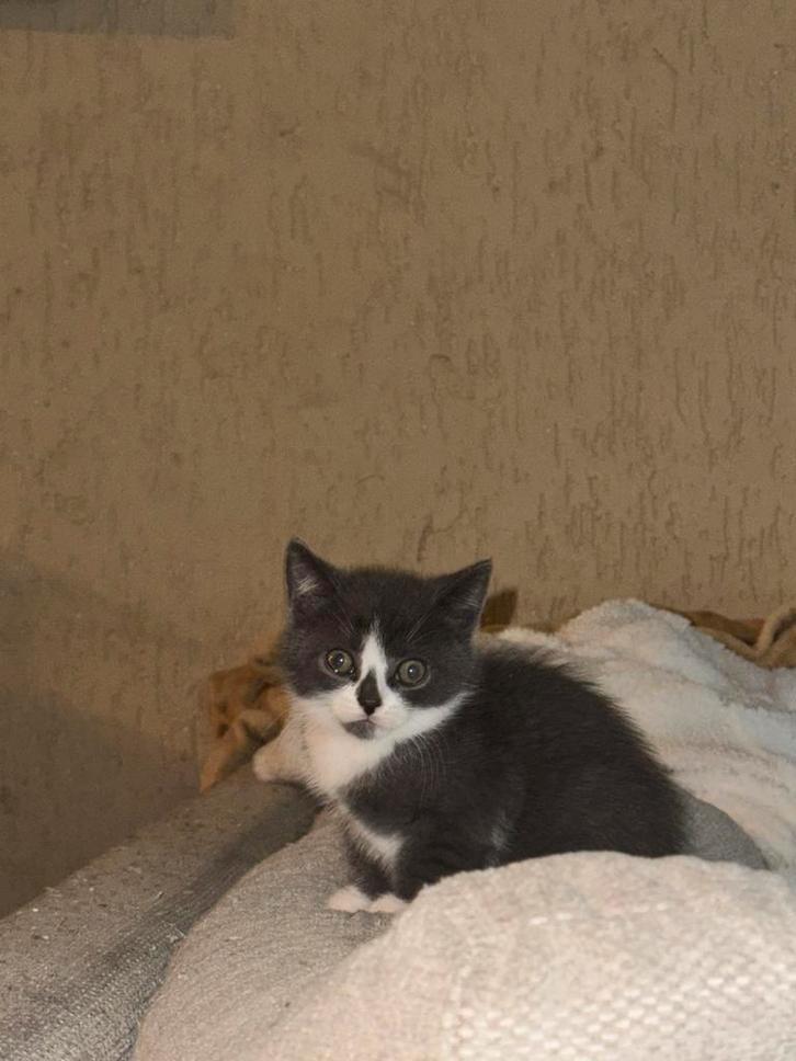 Britse korthaar kittens, Dieren en Toebehoren, Katten en Kittens | Overige Katten, Poes