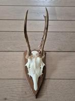 Ree Gewei op trofee plank jacht mancave overkapping e26, Ophalen of Verzenden, Gebruikt, Hert, Gewei of Kop