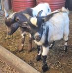 Te huur / Te Leen mooie Dwerg bokjes, Dieren en Toebehoren, Schapen, Geiten en Varkens, Mannelijk, Geit