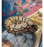 Ball python, Eén persoon