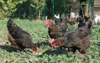 Marans kippen leggen donker bruine Eieren., Dieren en Toebehoren, Pluimvee, Kip, Vrouwelijk