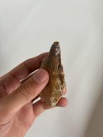 Basilosaurus Tand Fossiel, Ophalen of Verzenden, Fossiel