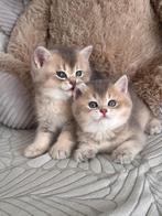 Britse Korthaar kittens Golden Blue shaded, Dieren en Toebehoren, Kater, Ontwormd, 0 tot 2 jaar
