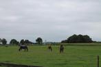 Te huur: merrie/veulen box 7 - 10 st incl weidegang, Weidegang, 4 paarden of pony's of meer