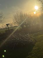 Wilgentakken, Ophalen, Volle zon, Overige soorten