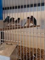 Gouldamadine blauw, Dieren en Toebehoren, Vogels | Overige Vogels, Meerdere dieren