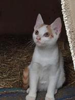 Super leuke kittens, Dieren en Toebehoren, Katten en Kittens | Overige Katten, Meerdere dieren