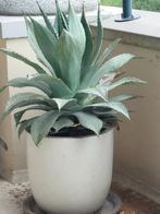 Agave plant in pot, Ophalen, Vetplant, In pot, Minder dan 100 cm