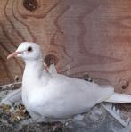 Rein Weisse Lachtauben zu verkaufen., Dieren en Toebehoren, Meerdere dieren, Overige soorten