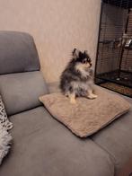 Pomerianan Bearface met spoed te koop, Dieren en Toebehoren, Honden | Poolhonden, Keeshonden en Oertypen, Particulier, Keeshond