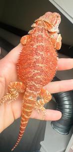 Super rood gekleurde baardagaam vrouw, Dieren en Toebehoren, Reptielen en Amfibieën, Hagedis, 0 tot 2 jaar