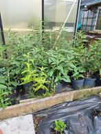 Grote buddleja vlinderstuiken in paar,roze,geel in 3 liter, Volle zon, Vaste plant, Zomer, Ophalen