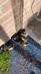 Te koop kuikens van zweedse bloemen kip, Dieren en Toebehoren, Pluimvee, Geslacht onbekend, Kip