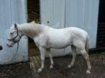 PRE Ruin te koop, Dieren en Toebehoren, Paarden, Ruin, Recreatiepaard