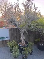 Olijfboom, Bloeit niet, 100 tot 250 cm, Olijfboom, Ophalen