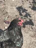 1 Brahma kip, 2 Orpington blauw kippen, Dieren en Toebehoren, Vrouwelijk, Kip