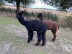 Zwarte Alpaca hengst met bijzondere outcross stamboom., Dieren en Toebehoren, Augustus, Mannelijk