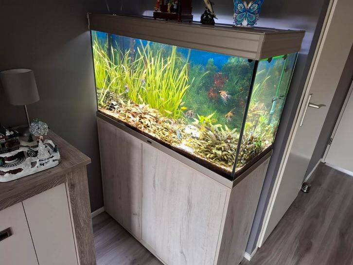 aquarium, Dieren en Toebehoren, Vissen | Aquaria en Toebehoren, Gebruikt, Gevuld zoetwateraquarium, Ophalen