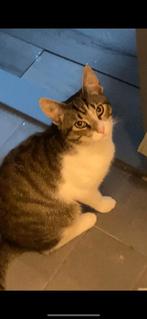 Kat gratis, Dieren en Toebehoren, Katten en Kittens | Overige Katten, Kater